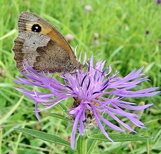 meadow brown